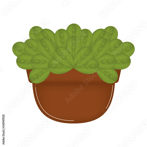 Vegetable or spice plant in a pot. Urban farming gardening - Vector