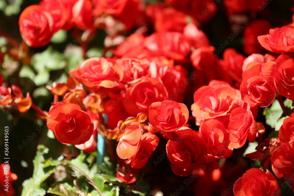 Begonia flower are blooming in the flower garden.