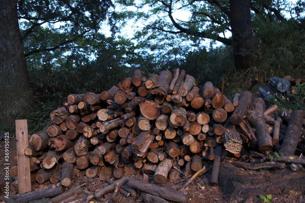 森の中にありったけ積み上げた薪たち