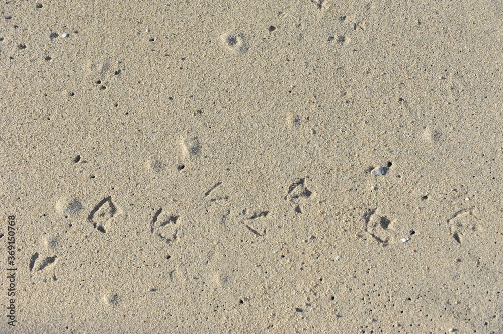 Seagull footprints on soft sandy beach Seagull footprints on soft sandy beach