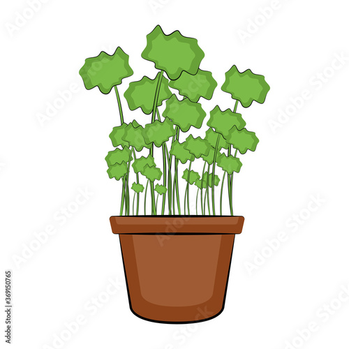 Vegetable or spice plant in a pot. Urban farming gardening - Vector