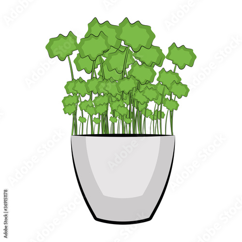 Vegetable or spice plant in a pot. Urban farming gardening - Vector