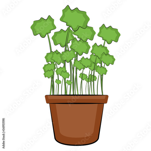 Vegetable or spice plant in a pot. Urban farming gardening - Vector
