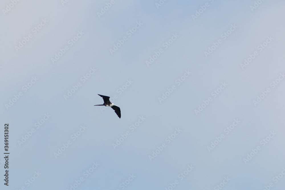 frigate bird in flight