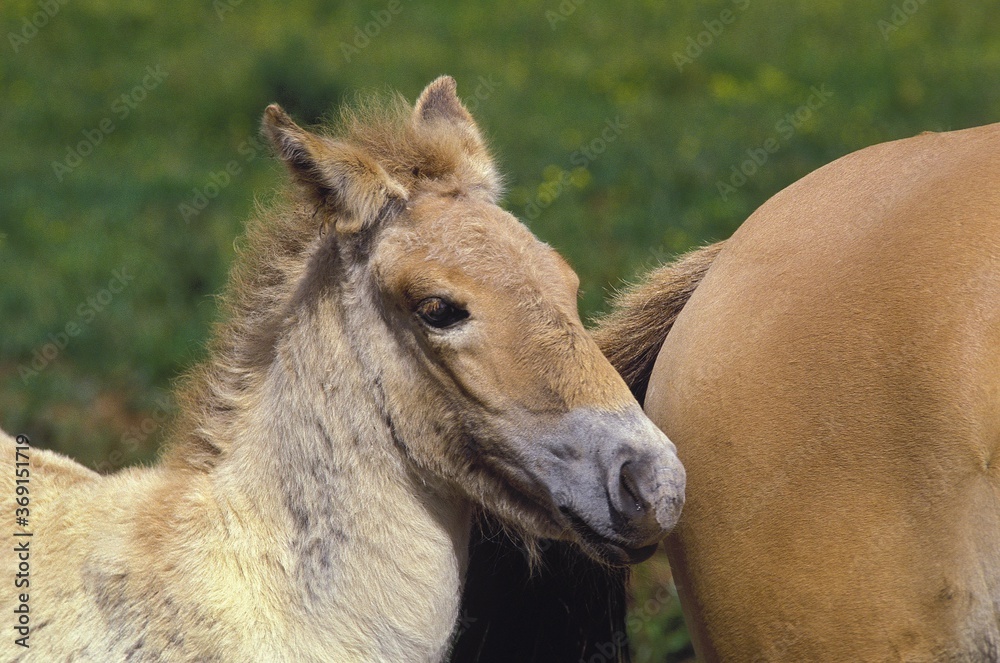 Fototapeta premium FOAL AND MARE PRZEWALSKI HORSE