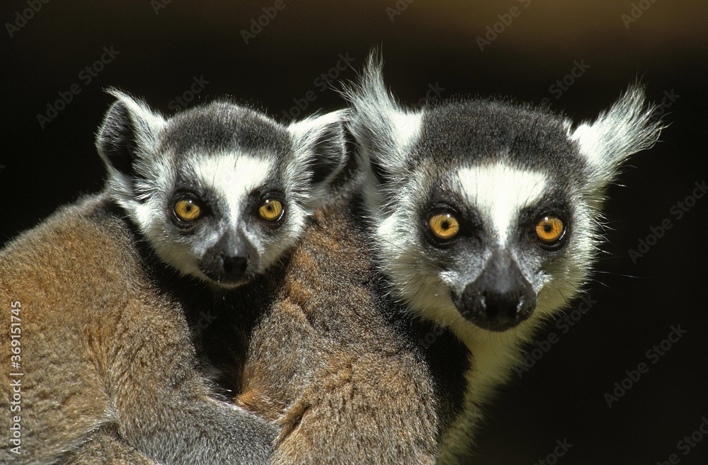 Obraz premium RING TAILED LEMUR lemur catta, FEMALE CARRYING YOUNG ON ITS BACK, MADAGASCAR