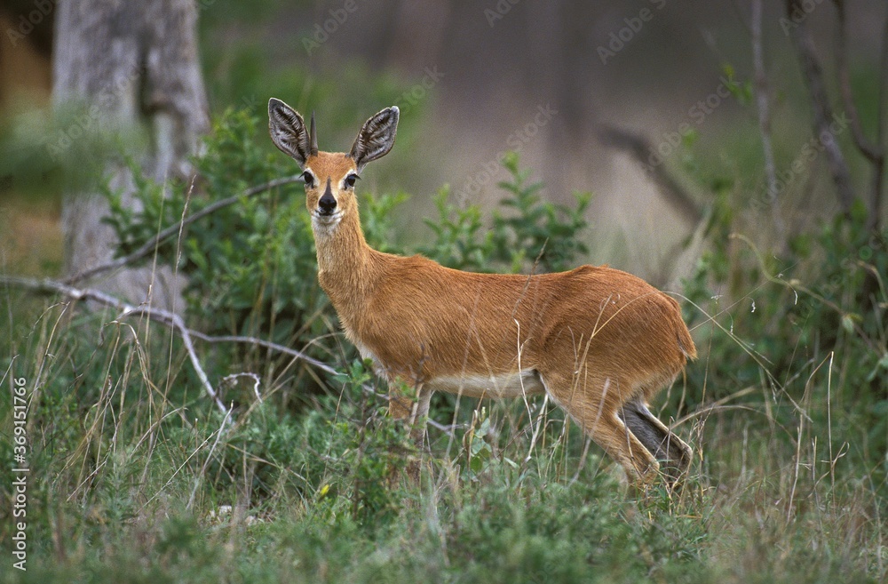 STEENBOK raphicerus campestris , SOUTH AFRICA STEENBOK raphicerus campestris , SOUTH AFRICA