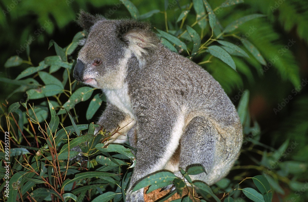 Obraz premium KOALA phascolarctos cinereus, ADULT AMONG EUCALYPTUS LEAVES, AUSTRALIA