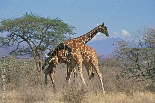 RETICULATED GIRAFFE giraffa camelopardalis reticulata  MALES FIGHTING  KENYA