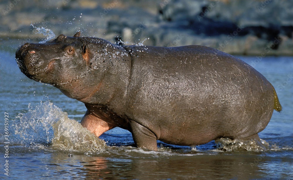 Fototapeta premium HIPPOPOTAMUS hippopotamus amphibius, ADULT ENTERING WATER, MASAI MARA PARK IN KENYA