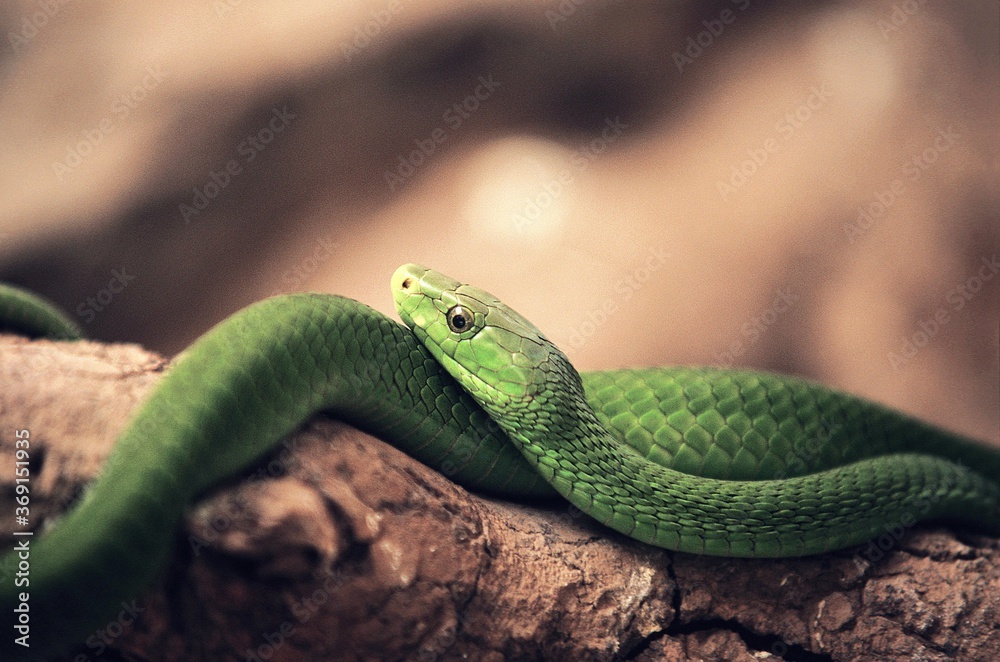 GREEN MAMBA dendroaspis angusticeps ON BRANCH GREEN MAMBA dendroaspis angusticeps ON BRANCH