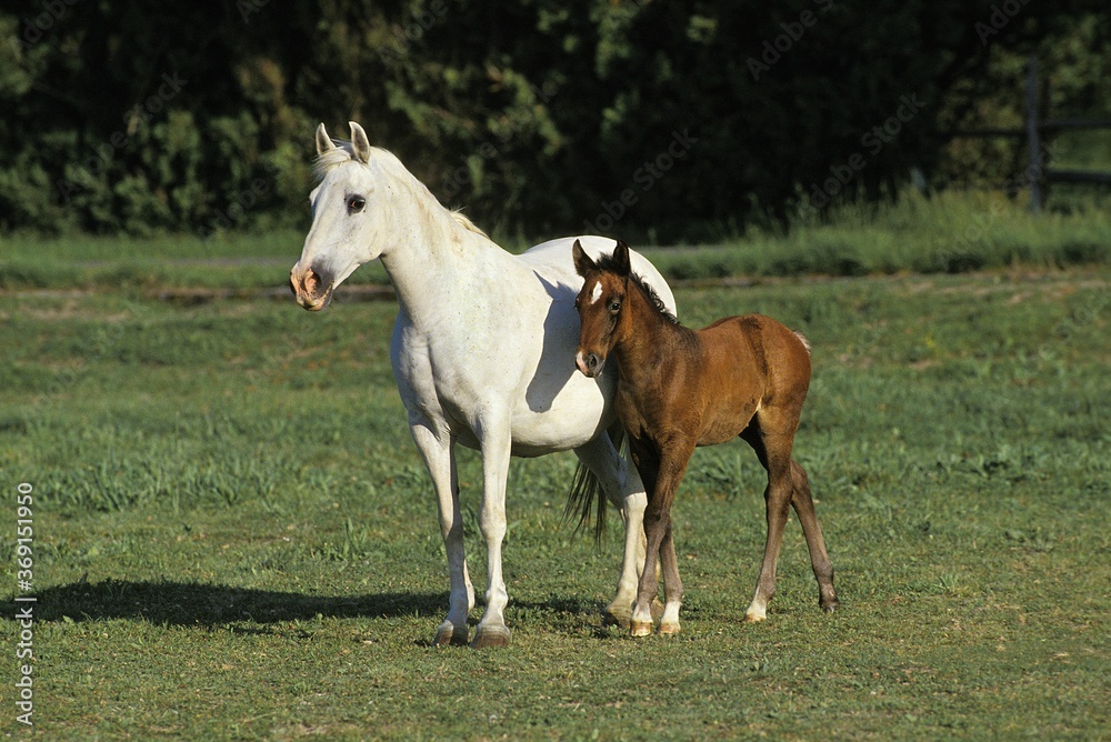 LIPIZZAN HORSE, MARE WITH FOAL IN MEADOW LIPIZZAN HORSE, MARE WITH FOAL IN MEADOW