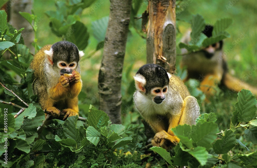 Obraz premium SQUIRREL MONKEY GROUP saimiri sciureus IN TREE