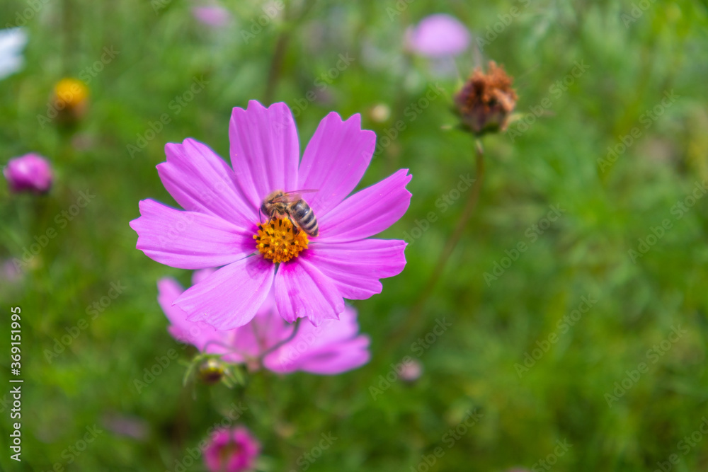 Bee on a purple flower collects pollen in a meadow on a sunny summer day. Beautiful natural background with copy space Bee on a purple flower collects pollen in a meadow on a sunny summer day. Beautiful natural background with copy space