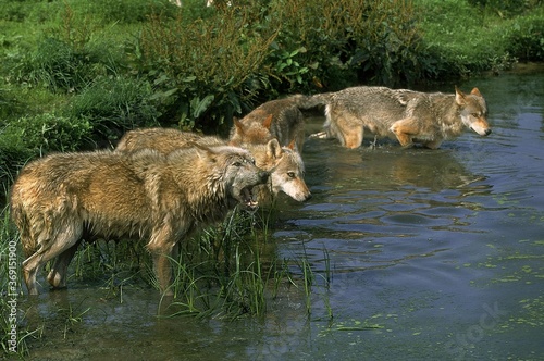 EUROPEAN WOLF canis lupus, GROUP ENTERING WATER © slowmotiongli