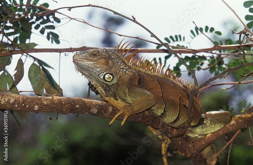 GREEN IGUANA iguana iguana, ADULT ON BRANCH