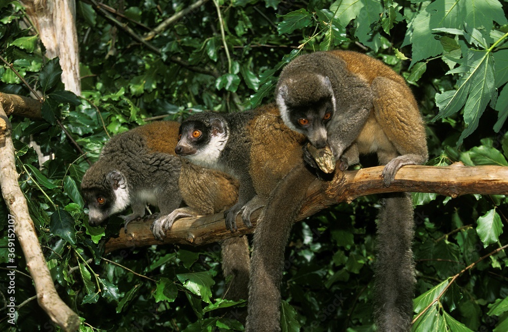 Obraz premium MONGOOSE LEMUR lemur mongoz, GROUP ON BRANCH AGAINST GREEN FOLIAGE