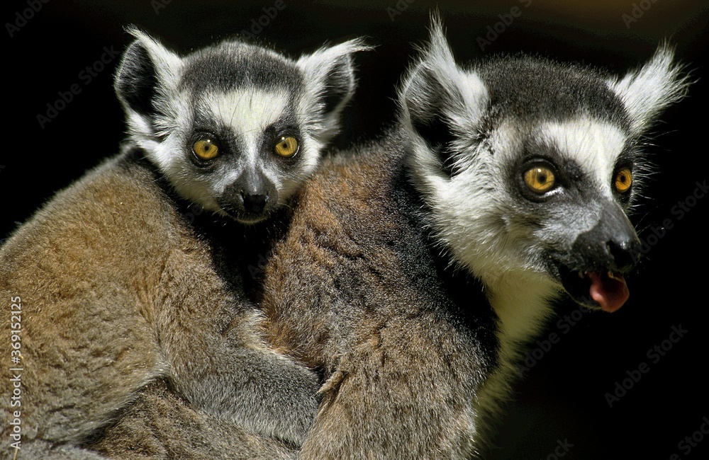 Obraz premium RING TAILED LEMUR lemur catta, FEMALE CARRYING YOUNG ON ITS BACK, MADAGASCAR