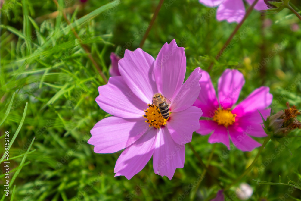 Purple flower and bee collects pollen in a meadow on a sunny summer day. Beautiful natural background with copy space Purple flower and bee collects pollen in a meadow on a sunny summer day. Beautiful natural background with copy space