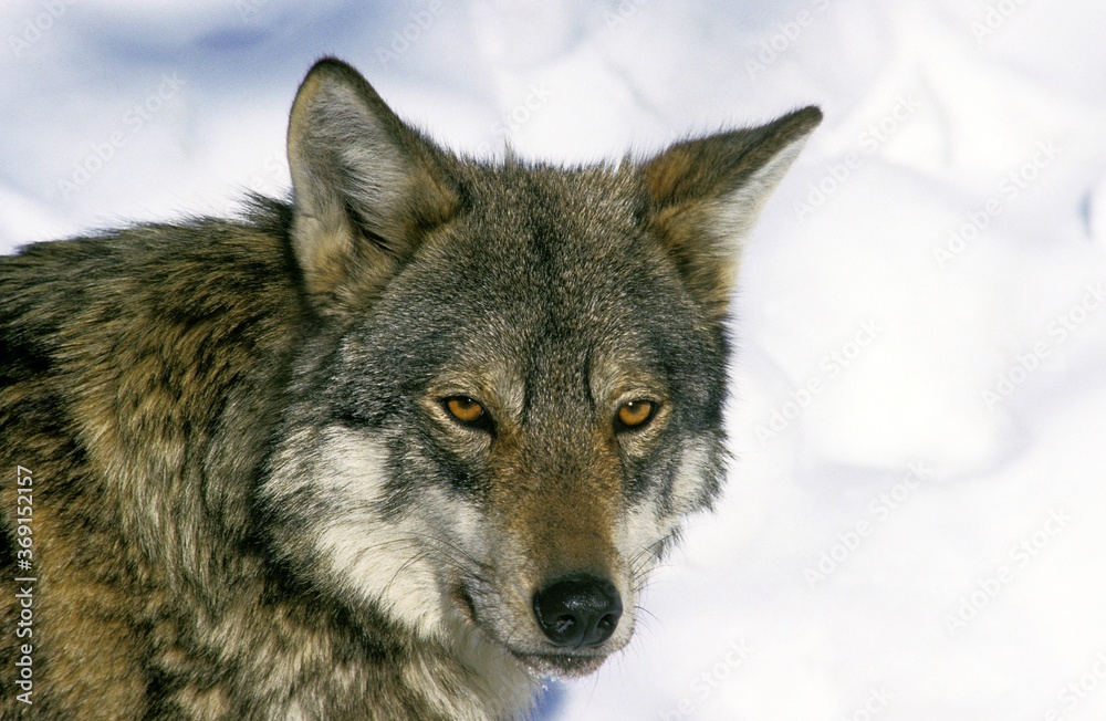 Fototapeta premium EUROPEAN WOLF canis lupus, HEAD OF ADULT IN SNOW