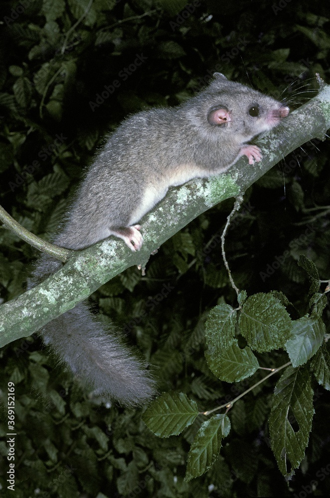 Obraz premium EDIBLE DORMOUSE glis glis, ADULT ON BRANCH AGAINST FOLIAGE