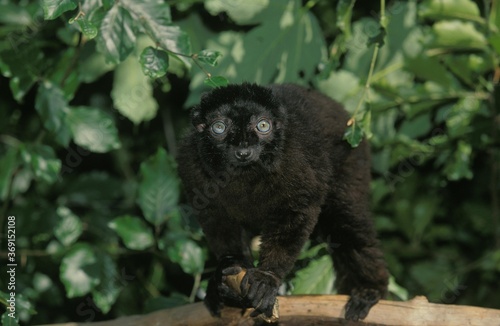 BLACK LEMUR eulemur macaco  MALE ON BRANCH AGAINST GREEN FOLIAGE