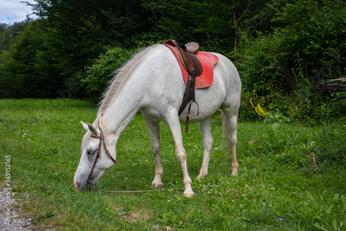 White saddled horse grazes the grass on a meadow and the pine forest in the background on a sunny summer day. Domestic animal eat in nature