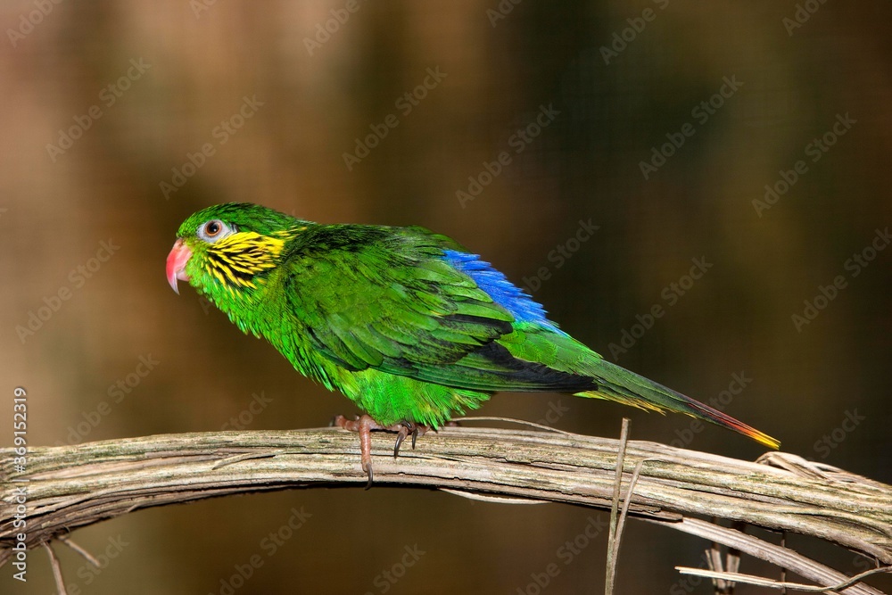 FEMALE RED-FLANKED LORIKEET charmosyna placentis ON A BRANCH
