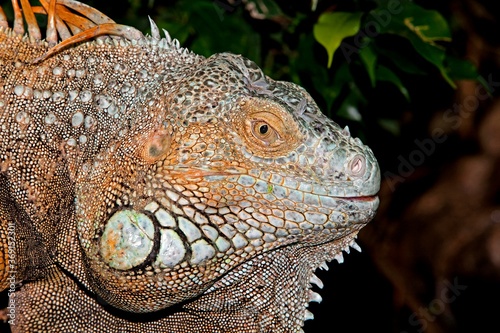 GREEN IGUANA iguana iguana, HEAD CLOSE-UP OF ADULT