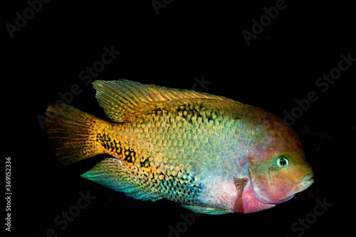 RED-HEADED CICHLID cichlasoma synspilum AGAINT BLACK BACKGROUND photo