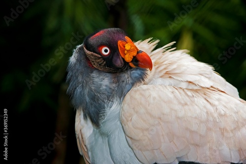 HEAD OF KING VULTURE sarcoramphus papa