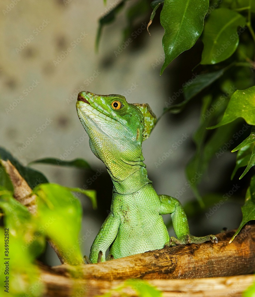 Fototapeta premium GREEN BASILISK LIZARD OR DOUBLE-CRESTED BASILISK LIZARD basiliscus plumifrons