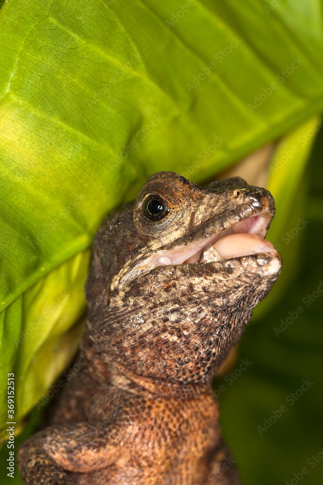 Obraz premium BROWN BASILISK LIZARD basiliscus vittatus, ADULT CRYING