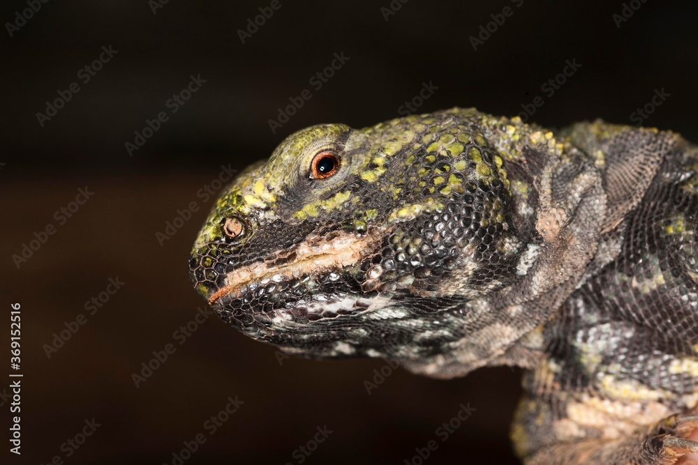Spiny-tailed Lizard, uromastyx acanthinurus, Portrait of Adult Spiny-tailed Lizard, uromastyx acanthinurus, Portrait of Adult