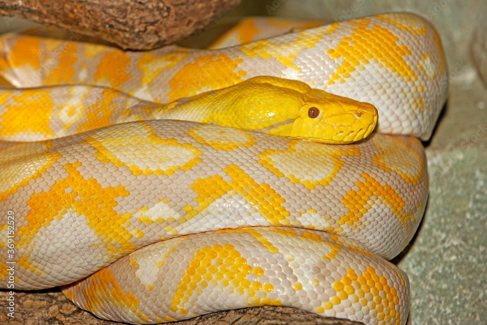 Obraz premium ALBINO RETICULATED PYTHON python reticulatus
