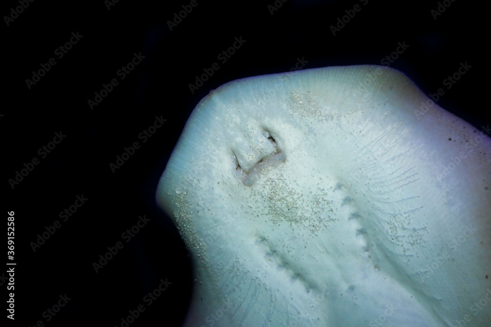 Fototapeta premium Stingray, urolophus jamaicensis, Head of Adult, Underside View