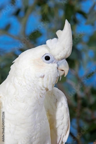 Philippine Cockatoo or Red-vented Cockatoo, cacatua haematuropygia, Portrait of Adult