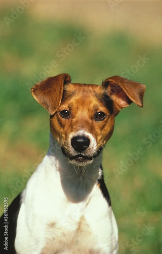 DOMESTIC DOG, HEAD OF ADULT © slowmotiongli
