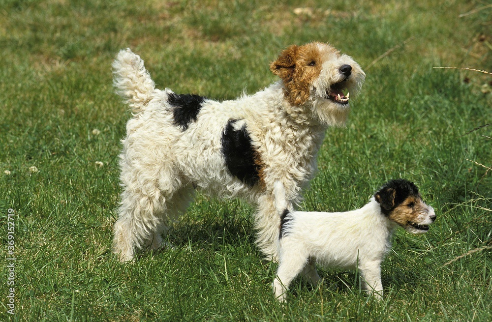 WIRE-HAIRED FOX TERRIER, MOTHER WITH PUPPY ON GRASS