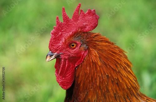 BROWN RED MARANS COCK, A FRENCH BREED