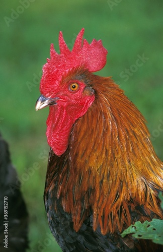 BROWN RED MARANS COCK, A FRENCH BREED © slowmotiongli