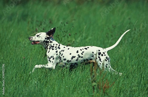 DALMATIAN DOG  ADULT RUNNING THROUGH LONG GRASS