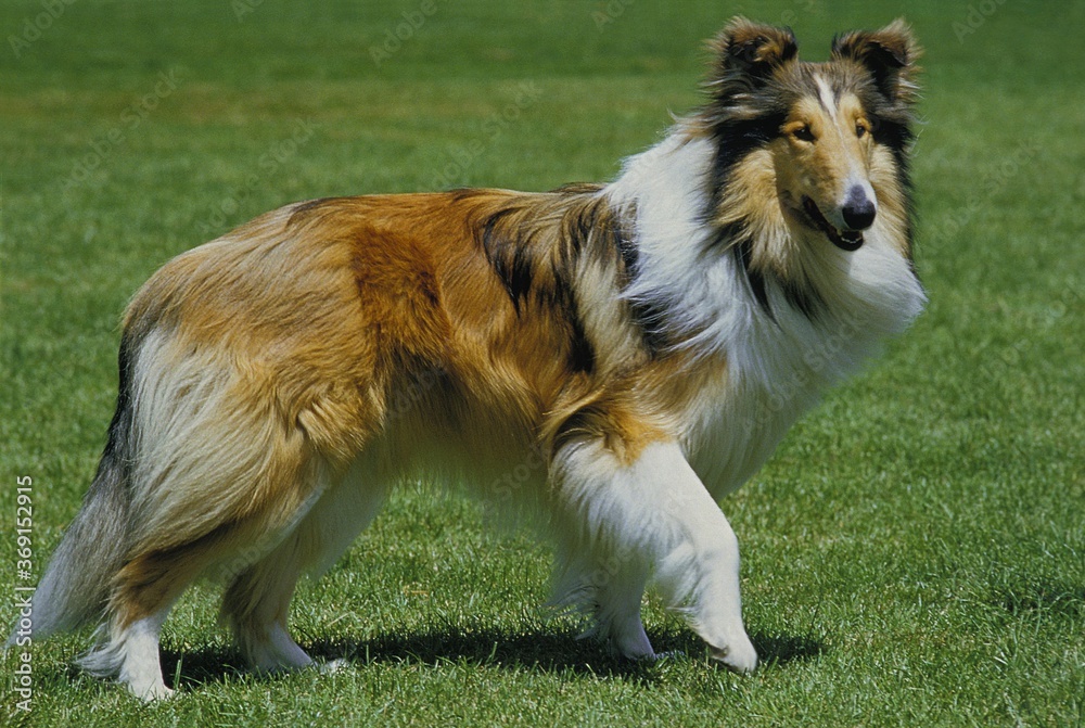 COLLIE DOG, ADULT ON GRASS