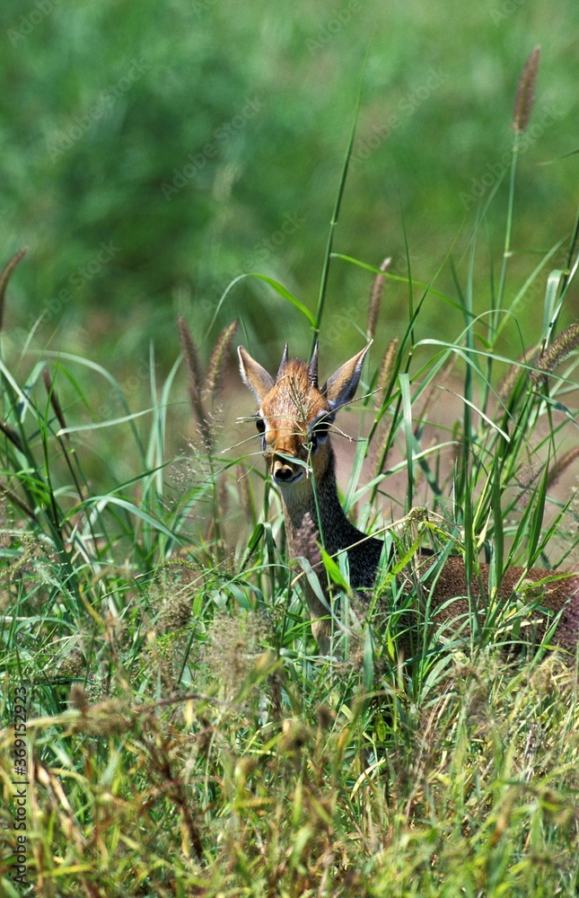 KIRK'S DIK DIK madoqua kirkii, ADULT CAMOUFLAGED IN LONG GRASS, KENYA KIRK'S DIK DIK madoqua kirkii, ADULT CAMOUFLAGED IN LONG GRASS, KENYA