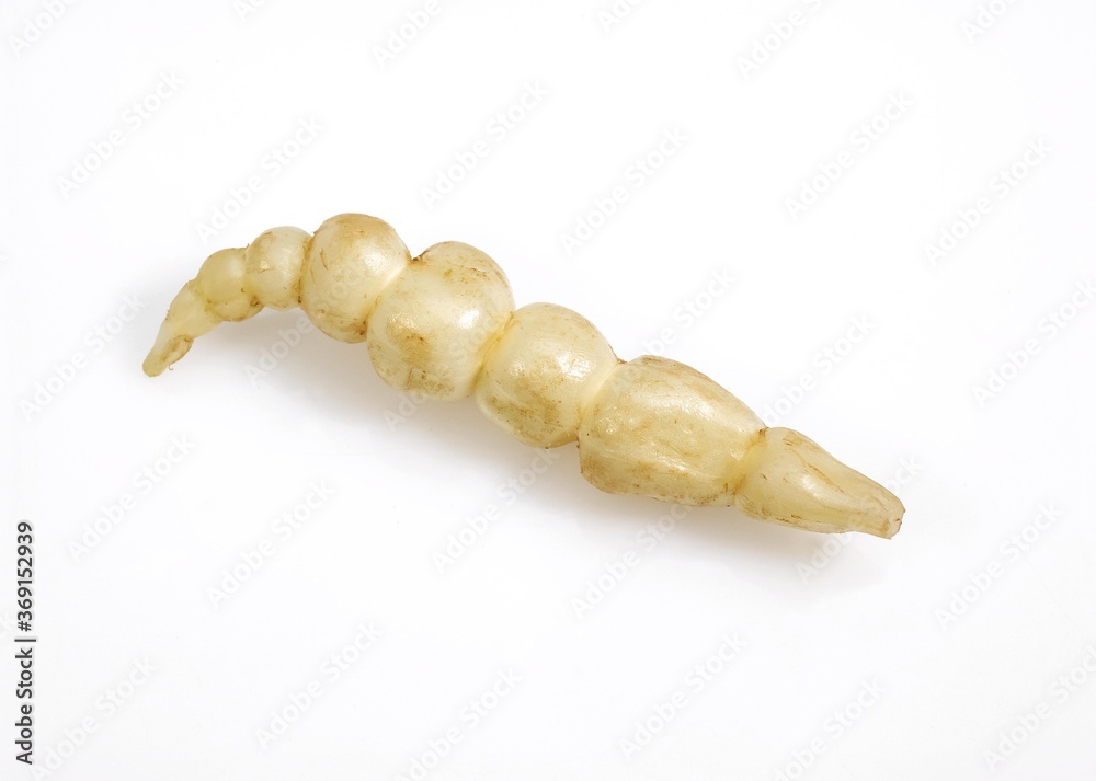 Naklejka premium AGAINST WHITE BACKGROUND