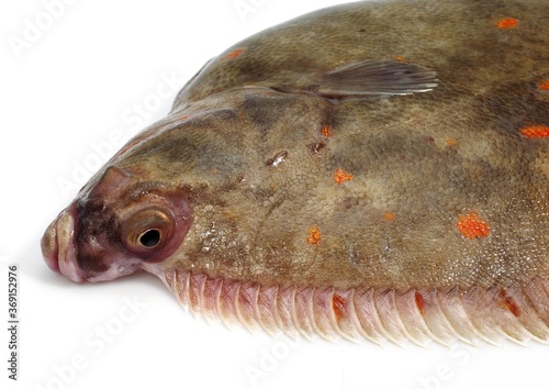 Foto FRESH PLAICE pleuronectes platessa AGAINST WHITE BACKGROUND