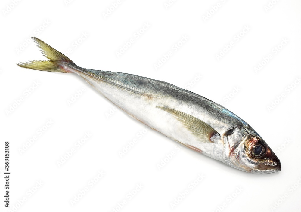 FRESH HORSE MACKEREL AGAINST WHITE BACKGROUND FRESH HORSE MACKEREL AGAINST WHITE BACKGROUND