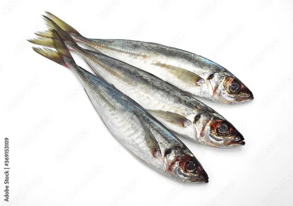FRESH HORSE MACKEREL AGAINST WHITE BACKGROUND FRESH HORSE MACKEREL AGAINST WHITE BACKGROUND