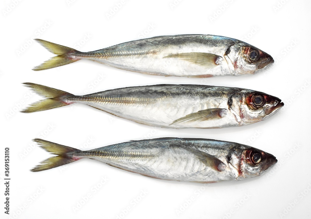 FRESH HORSE MACKEREL AGAINST WHITE BACKGROUND