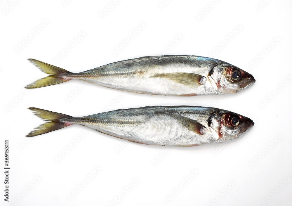 FRESH HORSE MACKEREL AGAINST WHITE BACKGROUND FRESH HORSE MACKEREL AGAINST WHITE BACKGROUND